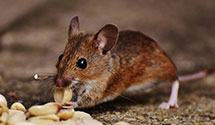 24 Hour & Emergency Exterminators in Lincolnwood, IL